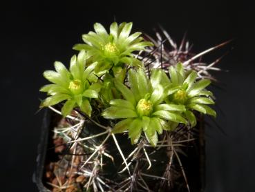 Flowers of mother plant